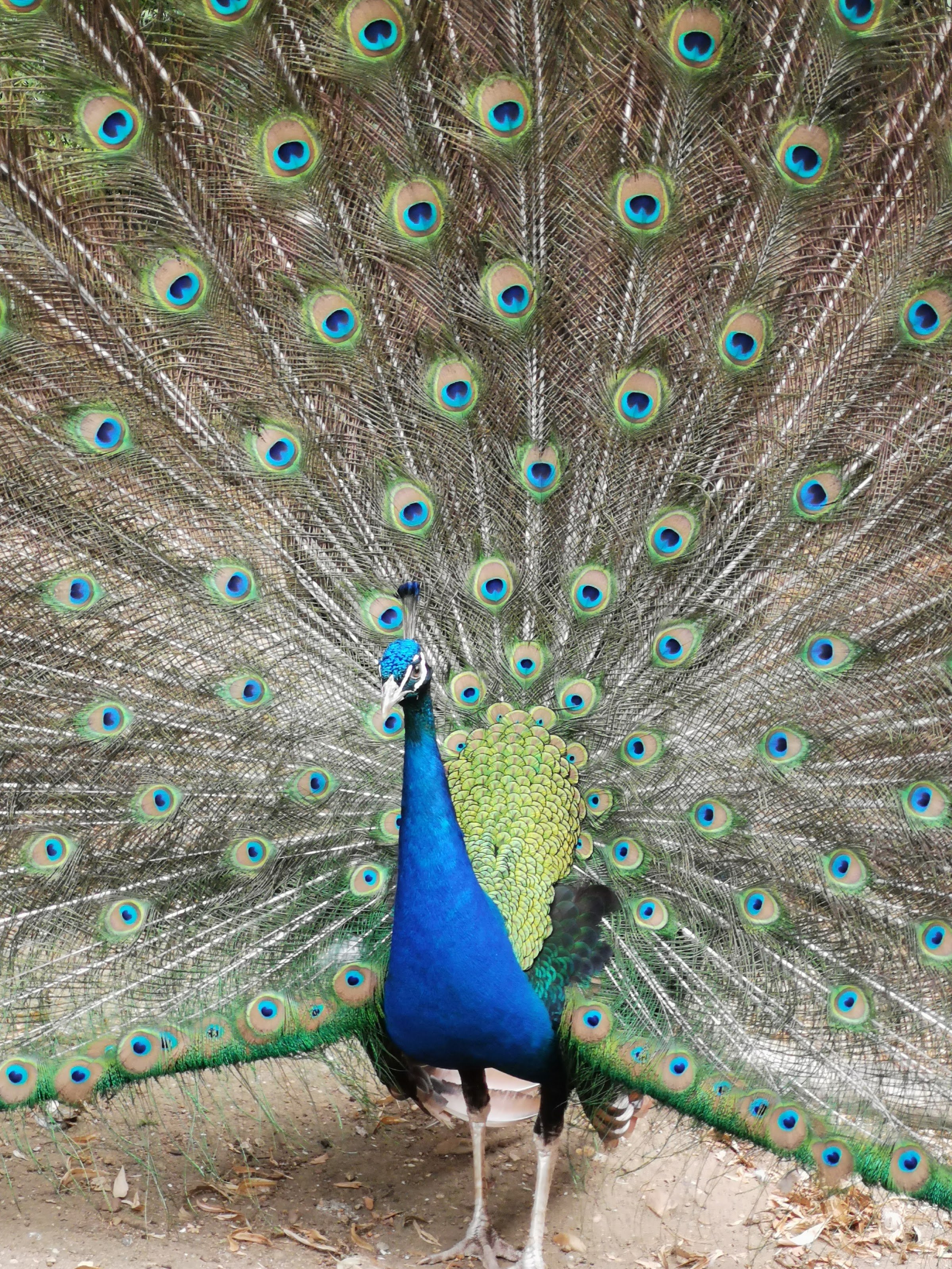 Parc de la Pépinière